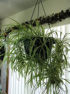 spider plant-air-purifying plants, Milford, Cordaville MA